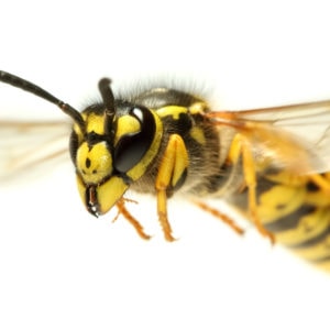 Ape contro vespa: quale insetto supera l'altro?